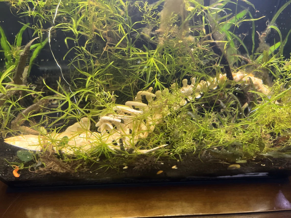 Adorno de Acuario en Forma de Esqueleto Marino con Cavidades para Refugio de Peces y Camarones Decoración Del Acuario